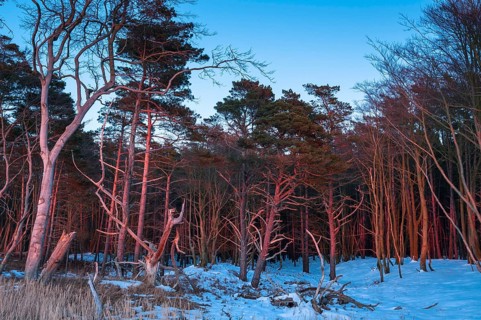 Darsswald wood in winter