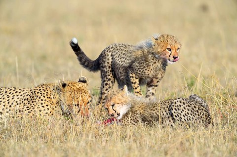 Cheetah (Acinonyx jubatus)
