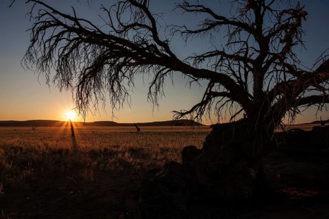 Dead Camel Thorn tree (Vachellia erioloba) at Sesriem Camp