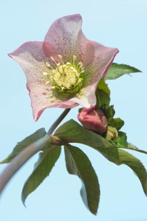 Hellebore (Helleborus orientalis hybrid)