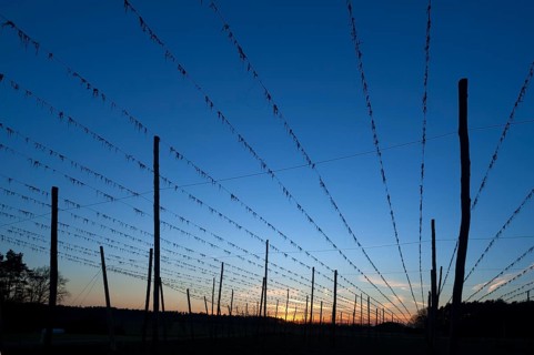 Silhouette of hop poles at dusk