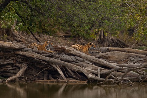 Young wild Bengal Tiger cubs (Panthera tigris tigris) lying on a fallen tree