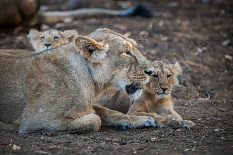 Asiatic lion (Panthera leo persica)