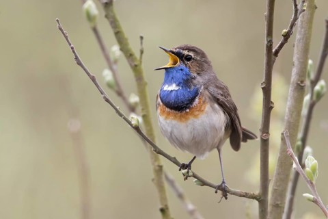 Twittering Bluethroat (Luscinia svecica) on branch
