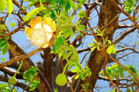 Baobab tree (Adansonia digitata) with blossom
