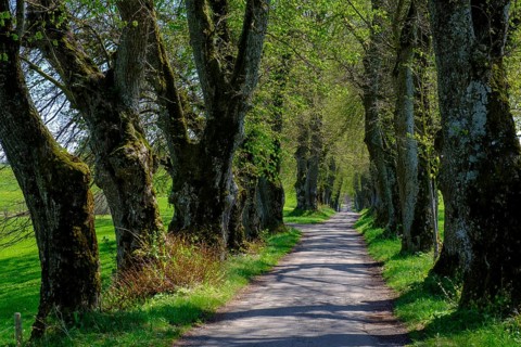 Kurfurstenallee