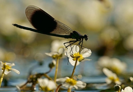 Banded demoiselle (Calopteryx splendens)