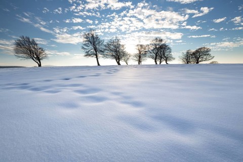 Afternoon with snow at the wind beeches on the Schauinsland