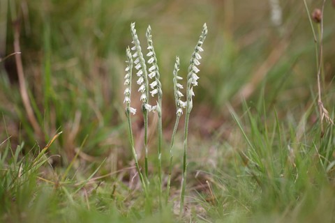 Autumn Lady's Tresses (Spiranthes spiralis)