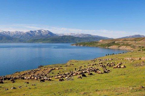 Flock of sheep at Lake Van or Van Golu near Tatvan