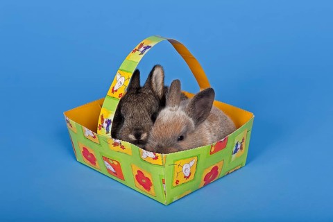 Two pet rabbits in an Easter basket