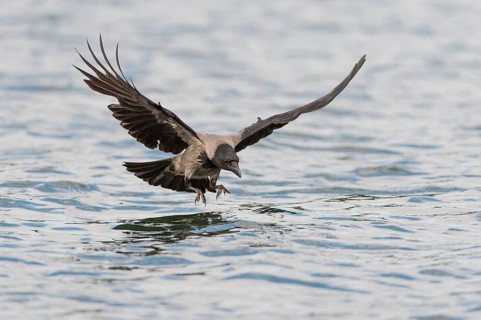 Hooded Crow (Corvus corone cornix) hunting for fish on a lake