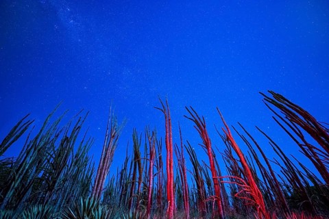 Stars and the Milky Way behind Octopus Trees (Didierea madagascariensis)
