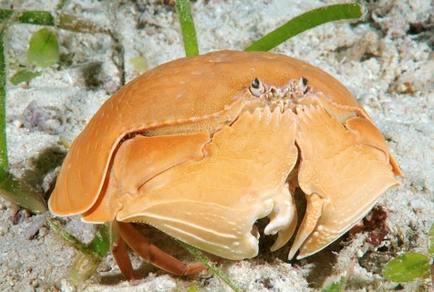 Smooth Crab (Calappa calappa)