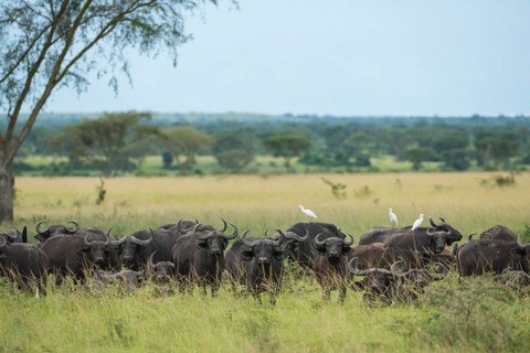 Cape Buffaloes (Syncerus caffer)