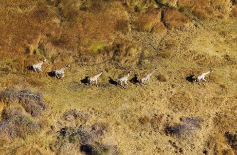 South African Giraffes (Giraffa camelopardalis giraffa)