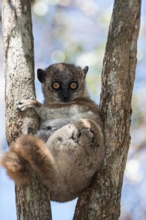 Hubbard's Sportive Lemur (Lepilemur hubbardorum)
