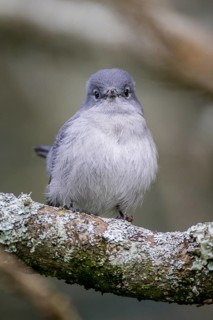 Grey-throated Tit-flycatcher (Myioparus griseigularis)