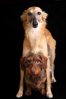 Silken Windsprite and Wire-haired Dachshund