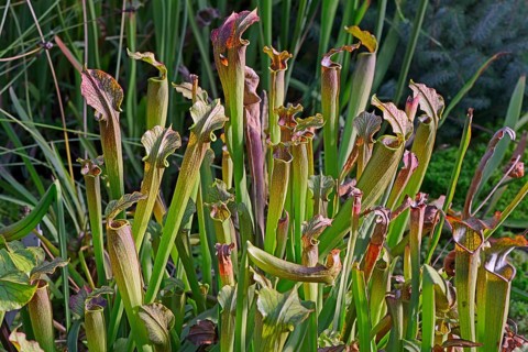 Sweet Pitcher Plant (Sarracenia rubra)