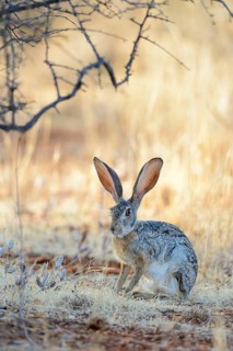 Scrub Hare (Lepus saxatilis)