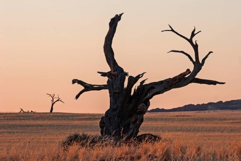 Dead Camel Thorn tree (Vachellia erioloba) at Sesriem Camp