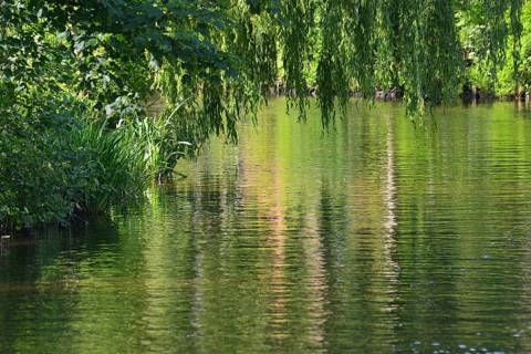 Moat