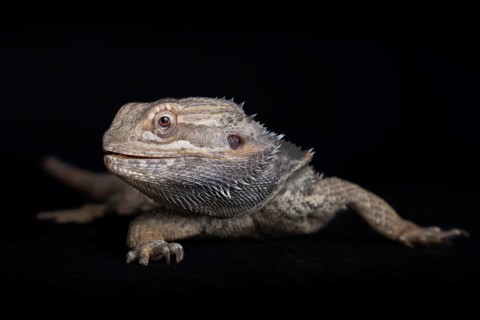 Central Bearded Dragon (Pogona vitticeps)