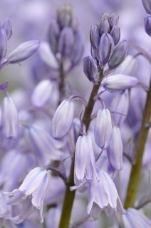 Spanish bluebell (Hyacinthoides hispanica) cultivar