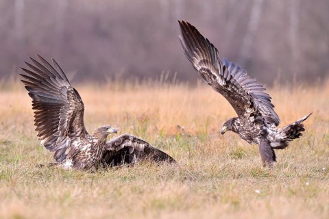 White-tailed Eagles (Haliaeetus albicilla) fighting in an autumn landscape