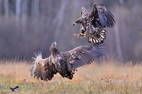 White-tailed Eagles (Haliaeetus albicilla) fighting on an autumn meadow