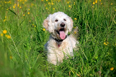 Labradoodle