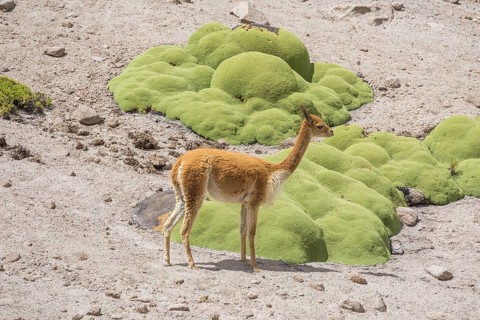 Vicuna or Vicugna (Vicugna vicugna) with Yareta or Llareta cushion plants (Azorella compacta)