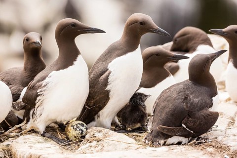 Common Guillemots (Uria aalge)