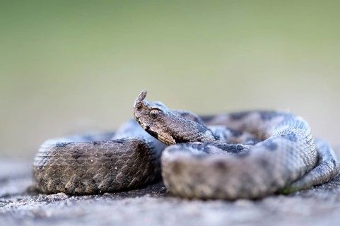 Horned Viper (Vipera ammodytes)