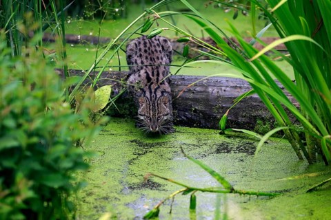 Fishing Cat (Prionailurus viverrinus)