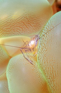 Bubble Coral Shrimp (Vir philippinensis) on Bubble Coral (Plerogyra sinuosa)