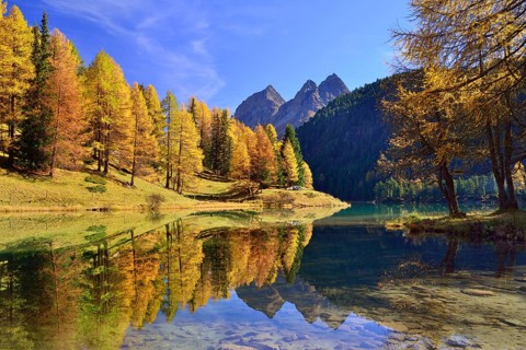Autumnally coloured larch trees reflected in lake Lei da Palpuogna