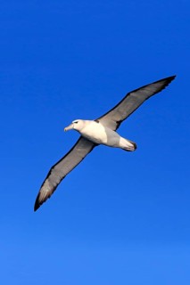 Shy albatross (Thalassarche cauta)