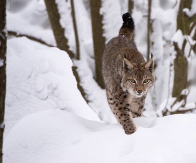 Northern Lynx (Lynx lynx) walking through snow