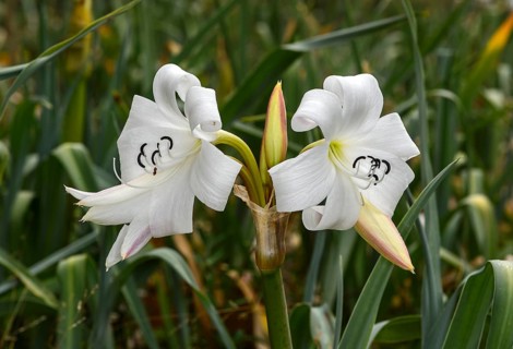 Crinum Lilies (Crinum abyssinicum)