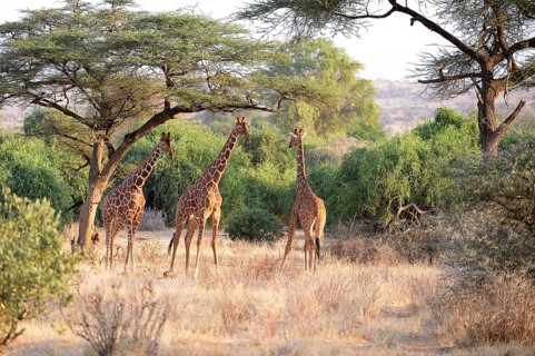 Reticulated Giraffe