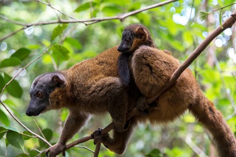 Common Brown Lemur (Eulemur fulvus) with young on its back