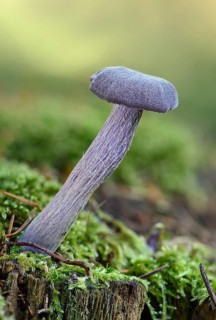 Amethyst deceiver (Laccaria amethystea)