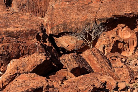 Balsam tree (Commiphora glaucescens) between rocks