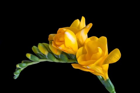 Yellow Freesia (Freesia)