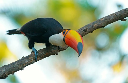Toco toucan (Ramphastos toco) on a branch