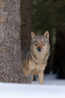 Gray wolf (Canis lupus)