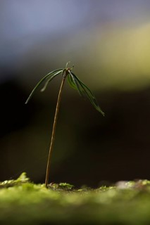 Spruce seedling (Picea abies)