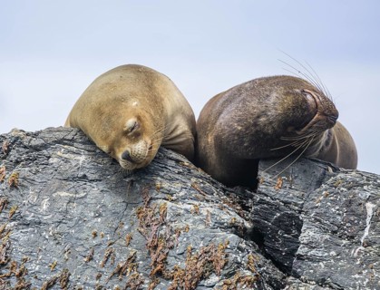 South American sea lions (Otaria flavescens)